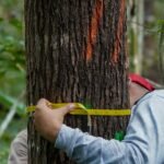 a man measuring a tree with a tape measure