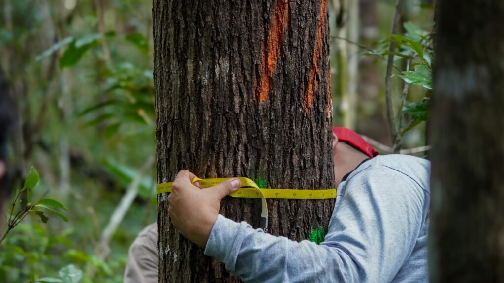 a man measuring a tree with a tape measure